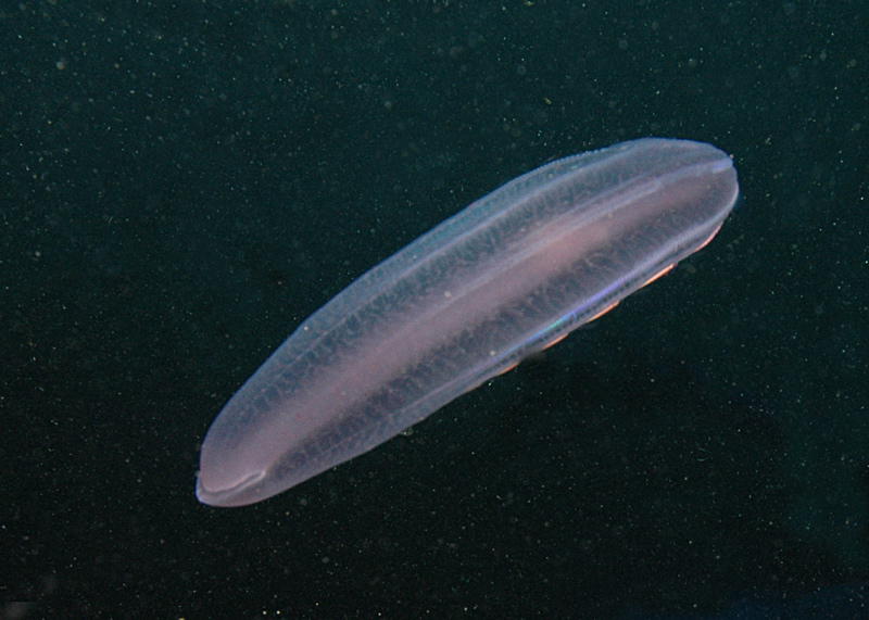 Plankton in Zeppelinform (Bild von Linda Ashmore)